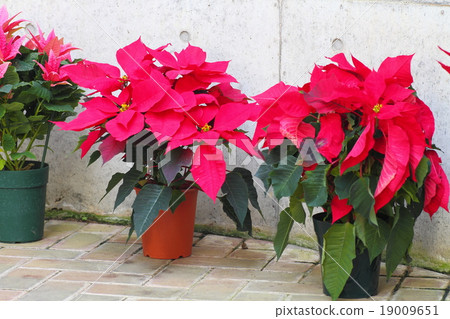  Poinsettia flowers 19009651