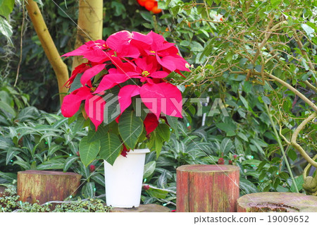  Poinsettia flowers 19009652