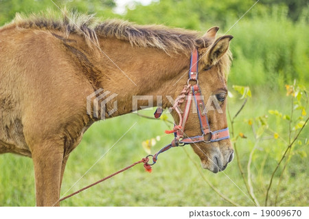 Pretty little red foal in field, Young foal Pretty little red foal in field, Young foal 19009670