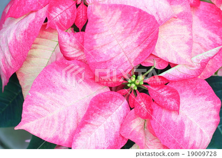 一品紅花 一品紅花 19009728