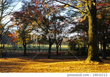 奈良公園的秋天 奈良公園的秋天 19010112