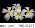 isolated plumeria flower on black 19010123