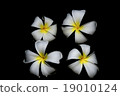 isolated plumeria flower on black 19010124
