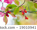 Red fruit 19010941