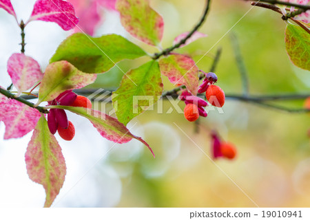 Red fruit 19010941