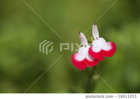 Cherry Sage Hot Lip Cherry Sage Hot Lip 19011053