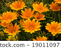 Gazania 19011097