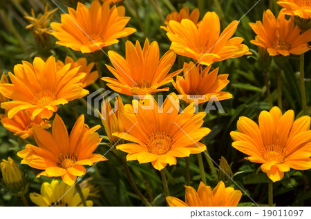 Gazania 19011097