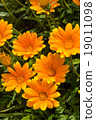 Gazania 19011098