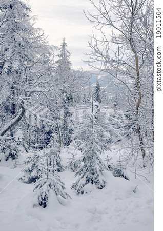 Snow-covered pine tree Snow-covered pine tree 19011504