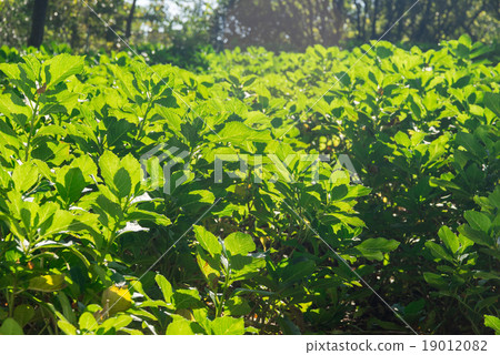 grean tea leaf photosynthesize in a sunny day 19012082