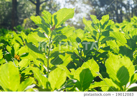 grean tea leaf photosynthesize in a sunny day 19012083