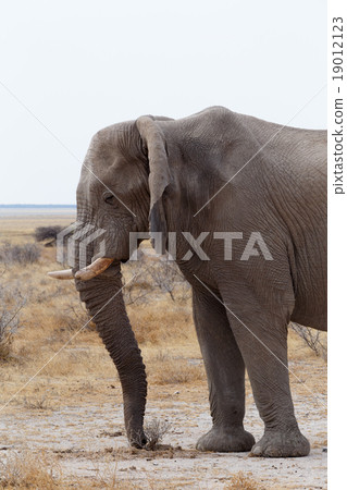 big african elephants on Etosha national park 19012123