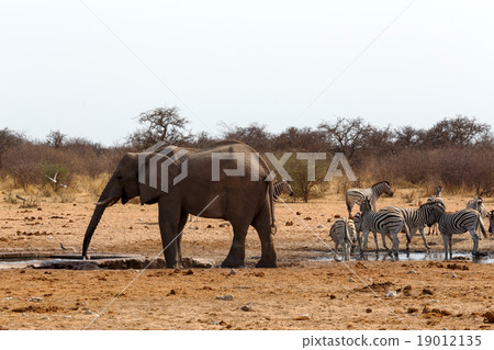 herd of African elephants at a waterhole herd of African elephants at a waterhole 19012135