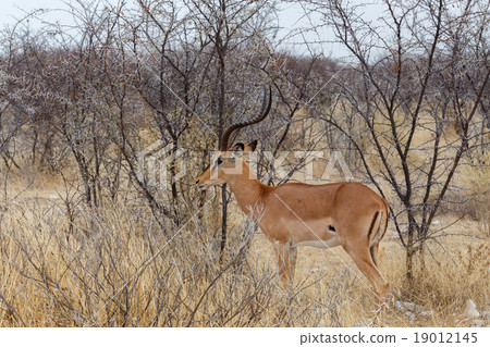 Portrait of Impala antelope male 19012145