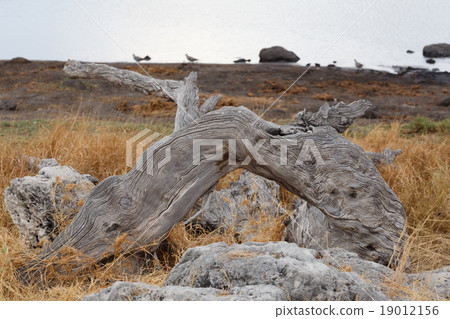 landscape namibia game reserve landscape namibia game reserve 19012156