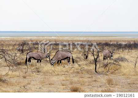 Oryx gazella in etosha 19012161