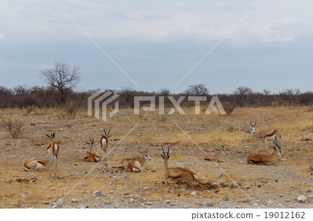 Springbok Antidorcas marsupialis Springbok Antidorcas marsupialis 19012162