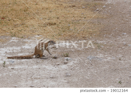 South African ground squirrel Xerus inauris 19012164