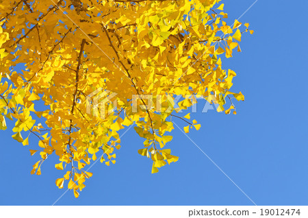 Yellow leaves of ginkgo biloba 19012474
