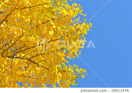 Yellow leaves of ginkgo biloba Yellow leaves of ginkgo biloba 19012476