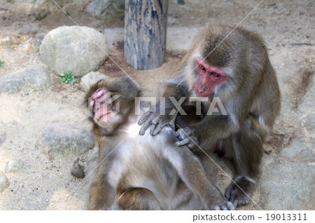 成長的C組猴子(高崎山自然動物公園) 成長的C組猴子(高崎山自然動物公園) 19013311