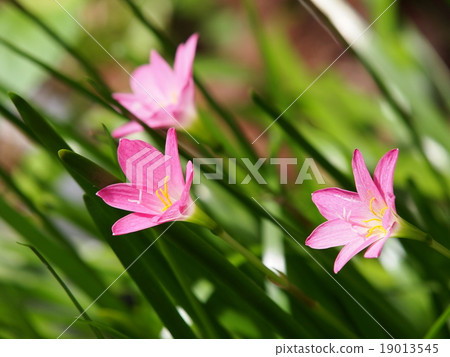 rain lilies, pink violet flowers blooming in green 19013545