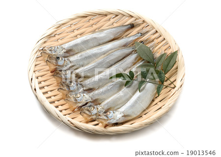 Children's shit 19013546