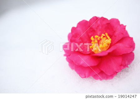 Camellia Camellia 19014247