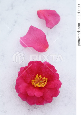 Camellia Camellia 19014253