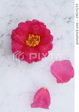Camellia Camellia 19014254
