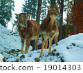 Animals in the snow country 19014303