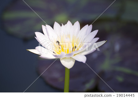 White water lilly or lotus White water lilly or lotus 19014445