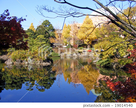 老安田公園(東京都墨田區)的秋葉 老安田公園(東京都墨田區)的秋葉 19014540