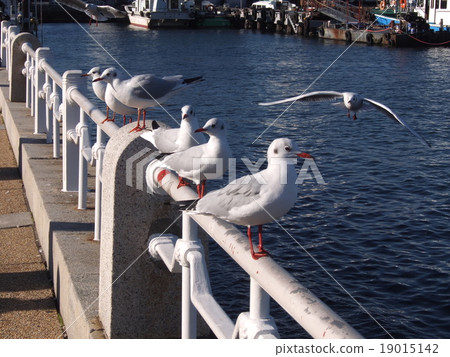 飛到加入小組的海鷗 飛到加入小組的海鷗 19015142
