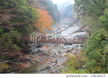 Iya的Kazura橋 19016617