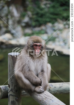Monkey in Jigokudani Monkey Park Monkey in Jigokudani Monkey Park 19016994