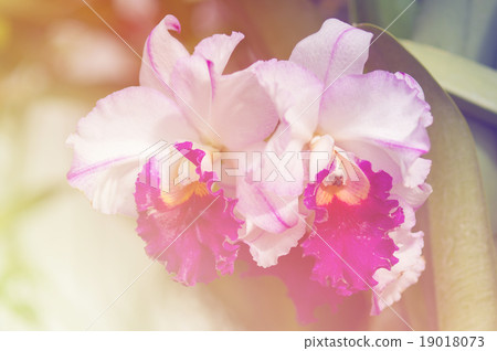 Orchid flower 19018073