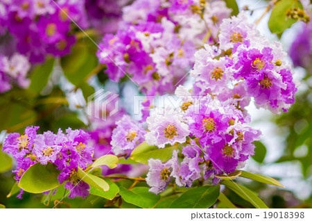 Lagerstroemia speciosa Lagerstroemia speciosa 19018398