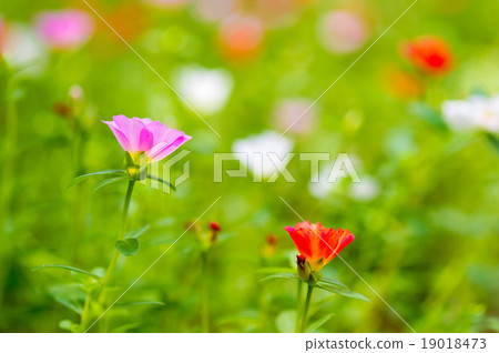 Common Purslane 19018473