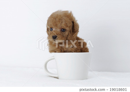 toy poodle cup