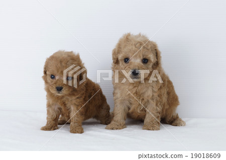 Two puppy's toy poodle 19018609