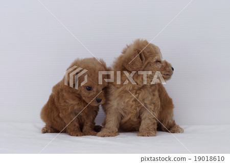 Cuddling puppy's toy poodle 19018610