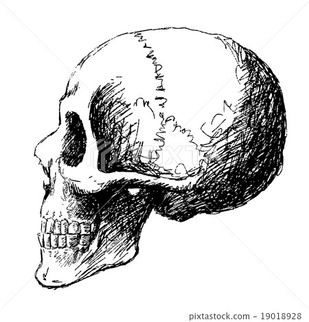 side view of skull side view of skull 19018928
