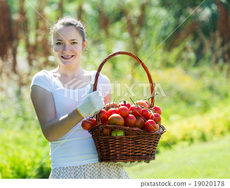 woman with basket of harvested tomato 19020178