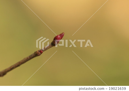 Natural plant Inuzakura, shiny vivid reddish-purple winter bud Natural plant Inuzakura, shiny vivid reddish-purple winter bud 19021639