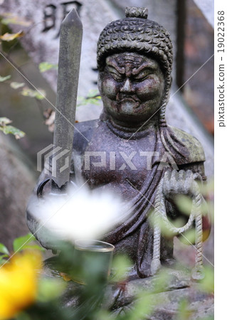 Senkoji 19022368