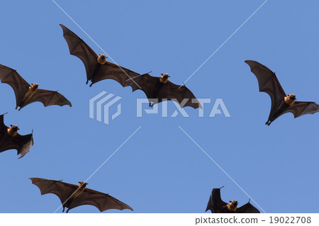 Lyle's flying fox ,flying fox  bat 19022708