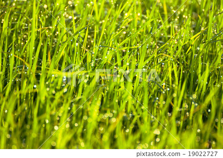 Dew on the grass in the morning. 19022727
