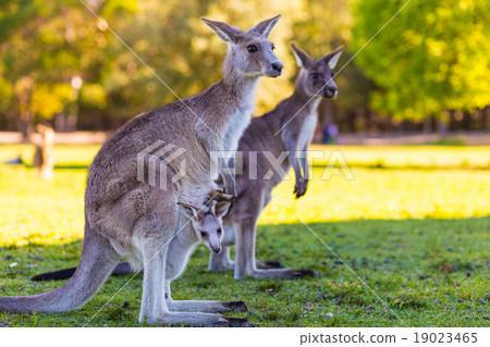 圖庫照片: kangaroo mother and baby in pouch